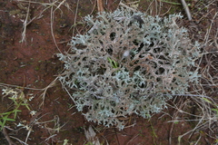 Pulchrocladia ferdinandii