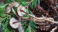 Pseudobaeospora