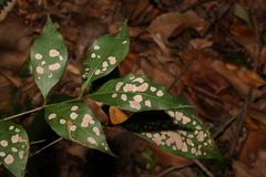 Alectryon reticulatus