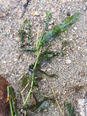 Potamogeton praelongus