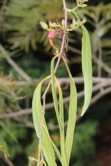 Dendrophthoe glabrescens