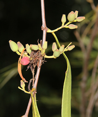 Dendrophthoe glabrescens