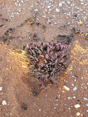 Antimima longipes