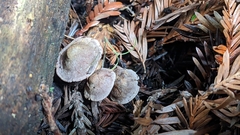 Pseudobaeospora