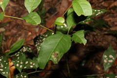 Alectryon reticulatus
