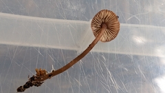 Pseudobaeospora
