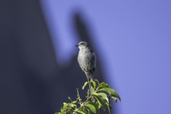 Muscipipra vetula
