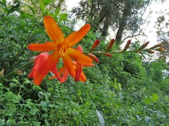 Crocosmia
