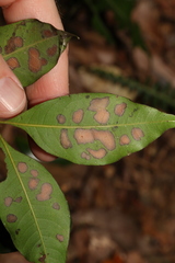 Alectryon reticulatus