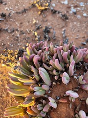 Antimima longipes