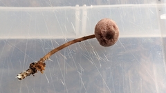 Pseudobaeospora