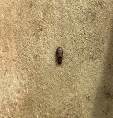 Bitoma insularis