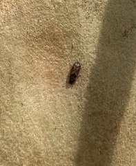 Bitoma insularis