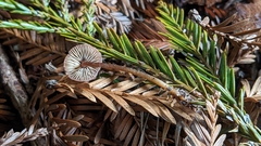 Pseudobaeospora