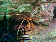 Stenorhynchus debilis