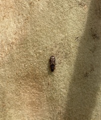 Bitoma insularis