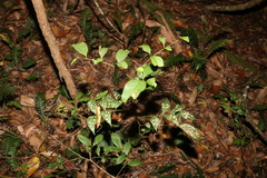 Alectryon reticulatus