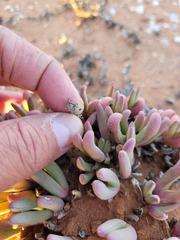 Antimima longipes