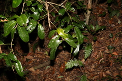 Wilkiea macrophylla