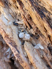 Anacampseros scopata