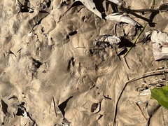 Sylvilagus aquaticus