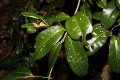 Wilkiea macrophylla