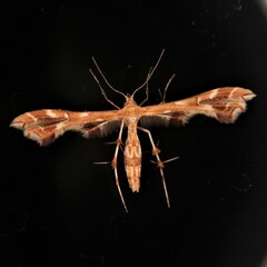 Geina