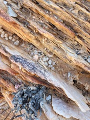 Anacampseros scopata