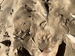 Sylvilagus aquaticus