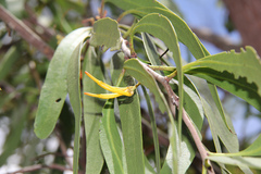 Dendrophthoe glabrescens