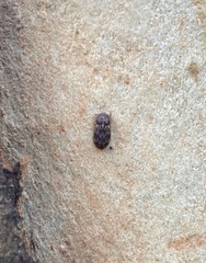Neaspis variegata