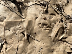 Sylvilagus aquaticus