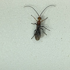 Oedemopsini
