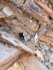 Anacampseros scopata