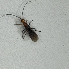 Oedemopsini