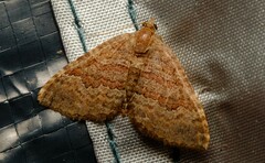 Chrysolarentia bichromata