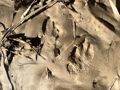 Sylvilagus aquaticus