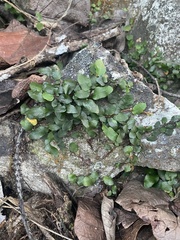 Microgramma squamulosa