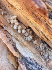 Anacampseros scopata