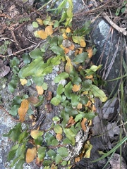 Microgramma squamulosa