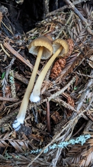 Entoloma formosum