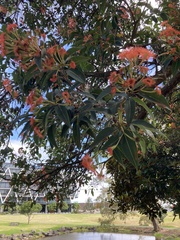 Corymbia ficifolia