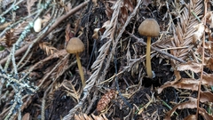 Entoloma formosum