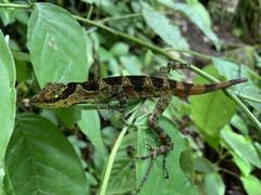 Anolis antioquiae