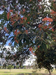 Corymbia ficifolia