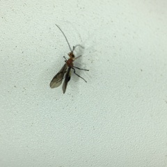 Oedemopsini