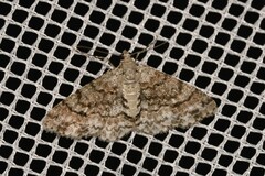 Myrioblephara desumpta