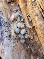 Anacampseros scopata