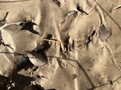 Sylvilagus aquaticus