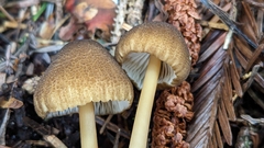 Entoloma formosum